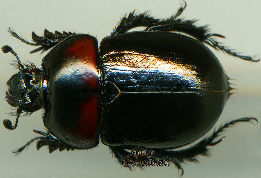 http://www.gorodinski.ru/geotrupes/Geotrupes bimaculatus.jpg